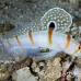 shrimpgoby_randalls_cr_hsb_r_h_0328_kom3329.jpg